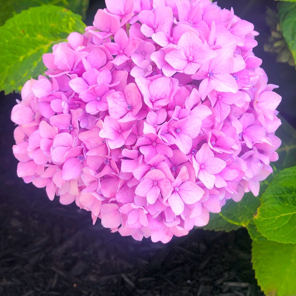 Meet your Posher, Stela